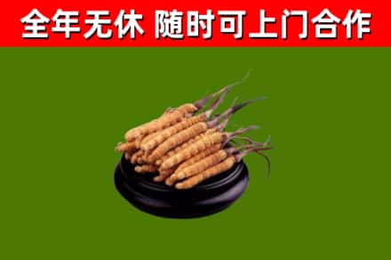 伊通县烟酒回收冬虫夏草.jpg